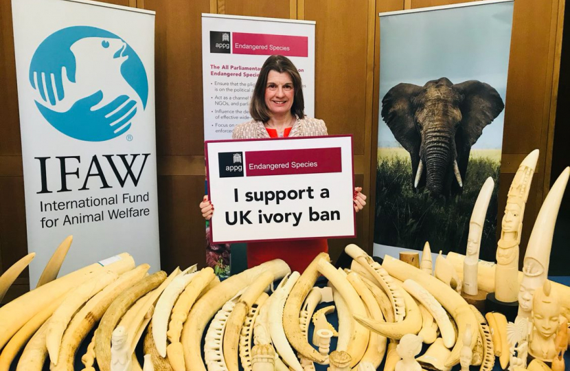 Rachel has sought assurances from the Environment Secretary that the UK’s ban on ivory sales will be law in time for the Illegal Wildlife Trade Conference this Autumn. 