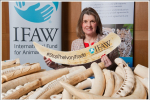 Rachel is helping to organise a UK ivory ban to protect elephants from further slaughter for the illegal ivory trade.