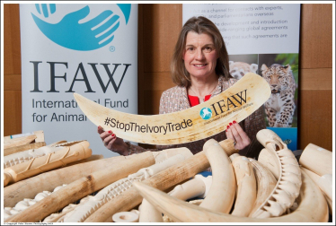 Rachel is helping to organise a UK ivory ban to protect elephants from further slaughter for the illegal ivory trade.